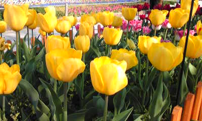Image036~18.jpg