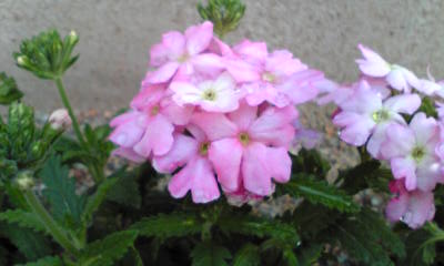 Image036~19.jpg