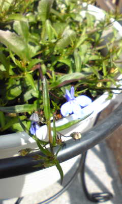 Image040~05.jpg