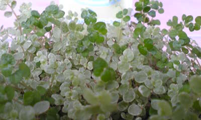 Image073.jpg