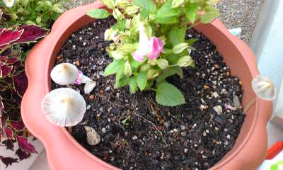 Image121.jpg