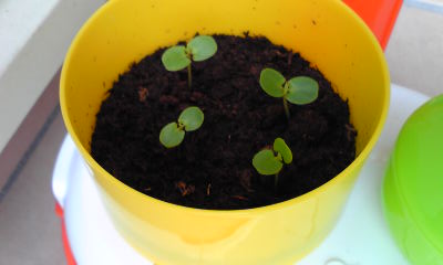 Image097.jpg